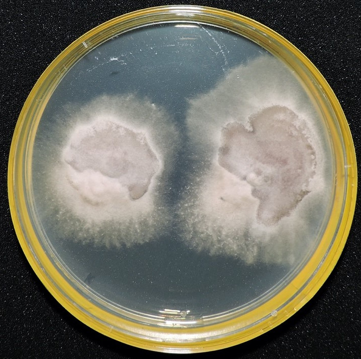 A mycelial culture of Alternaria sp.