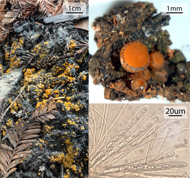 Photo of Anthracobia sp. CZU v1.0