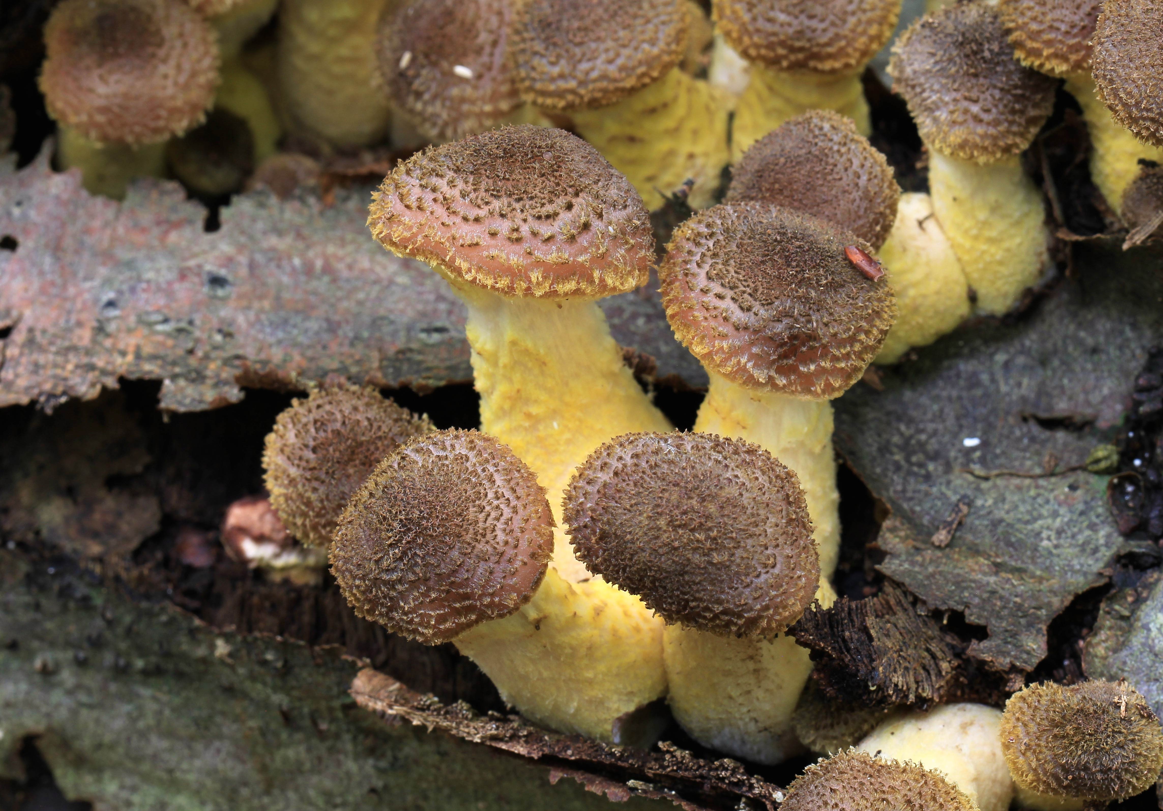 Photo credit: https://commons.wikimedia.org/wiki/File:Armillaria_cepistipes,_UK.jpg