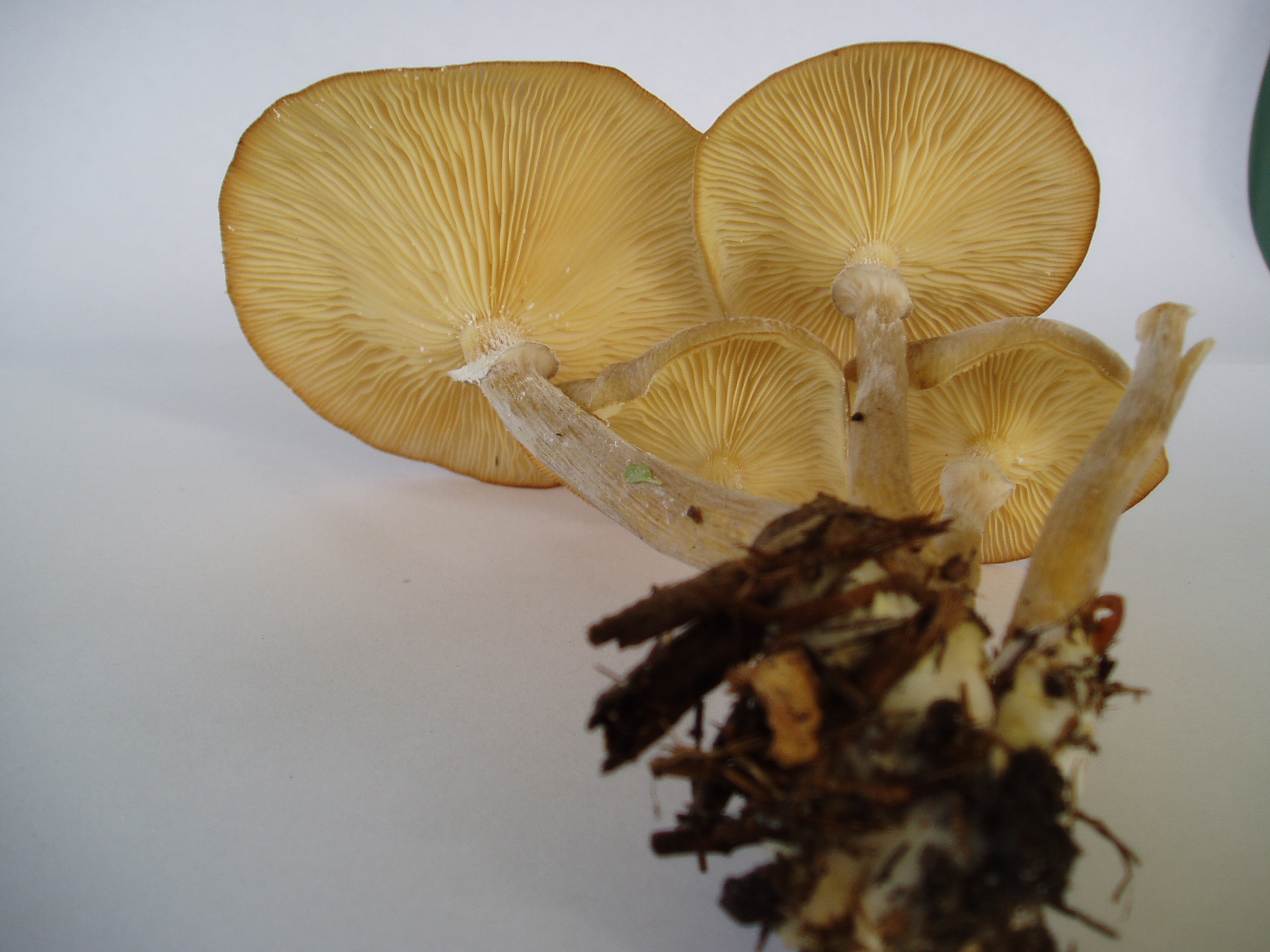 Photo of Armillaria fumosa CBS 122221 v1.0