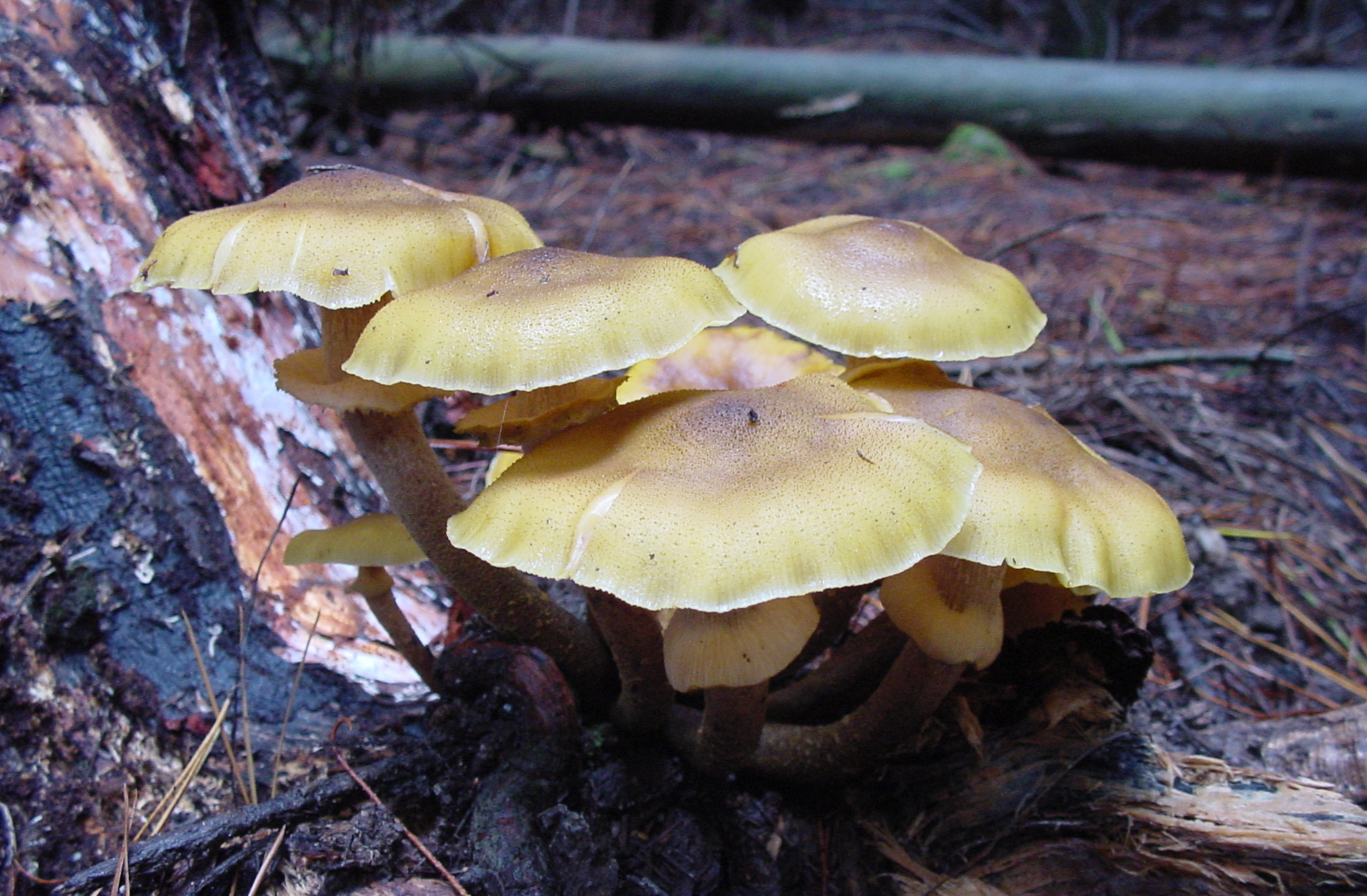 Photo of Armillaria luteobubalina HWK02 v1.0