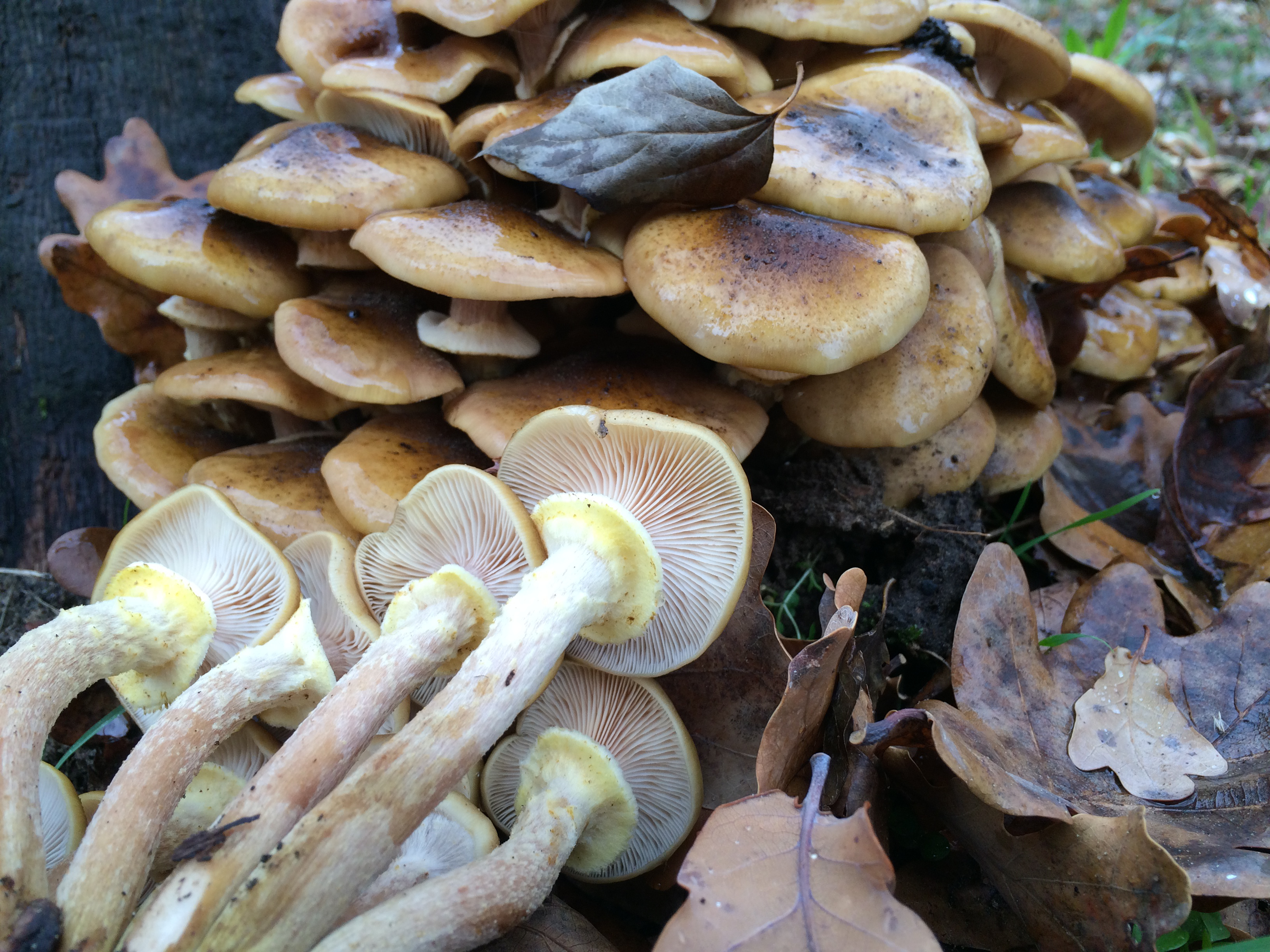 Photo of Armillaria mellea ELDO17 v1.0