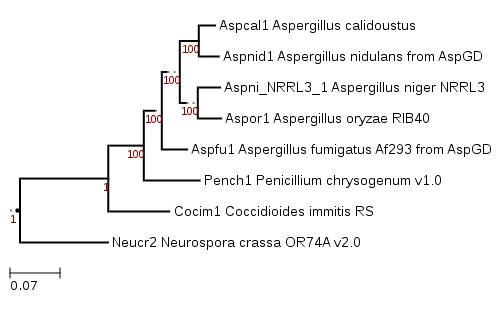 Phylogenetic tree showing position of Aspergillus calidoustus
