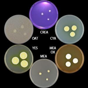 Aspergillus campestris