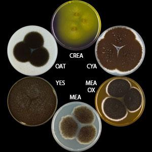 Aspergillus eucalypticola.jpg
