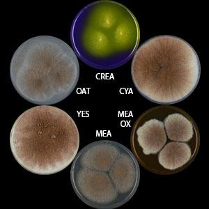 Aspergillus lacticoffeatus
