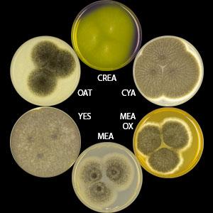 Aspergillus neoniger
