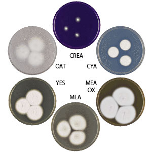 Photo of Aspergillus neoglaber CBS 111.55 v1.0