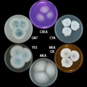 Aspergillus novofumigatus