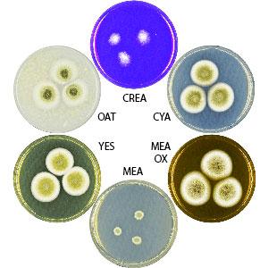 Photo of Aspergillus olivicola v1.0