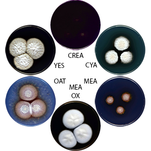 Photo of Aspergillus sulphureoviridis CBS 140626 v1.0