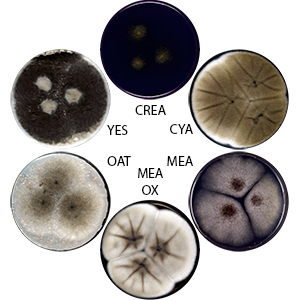 Photo of Aspergillus trinidadensis IBT 32571 v1.0