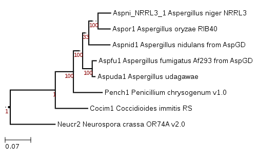 Phylogenetic tree showing position of GENUS_SPECIES
