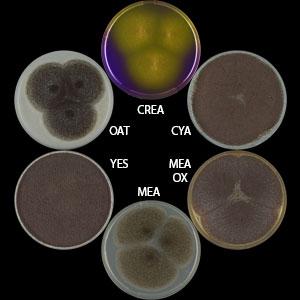 Aspergillus uvarum
