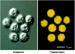 Aurantiochytrium limacinum image
