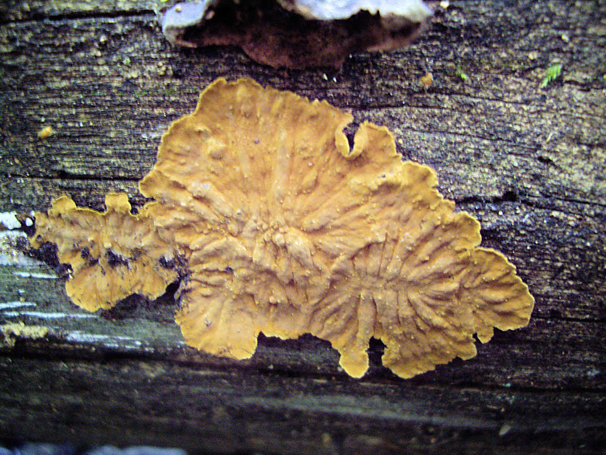 Photo of Boreostereum radiatum TFC1981-005 v1.0