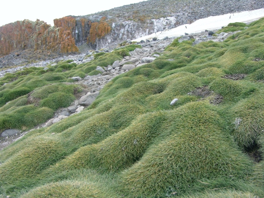 Photo of Cadophora sp. UNIPAMPA014 v1.0