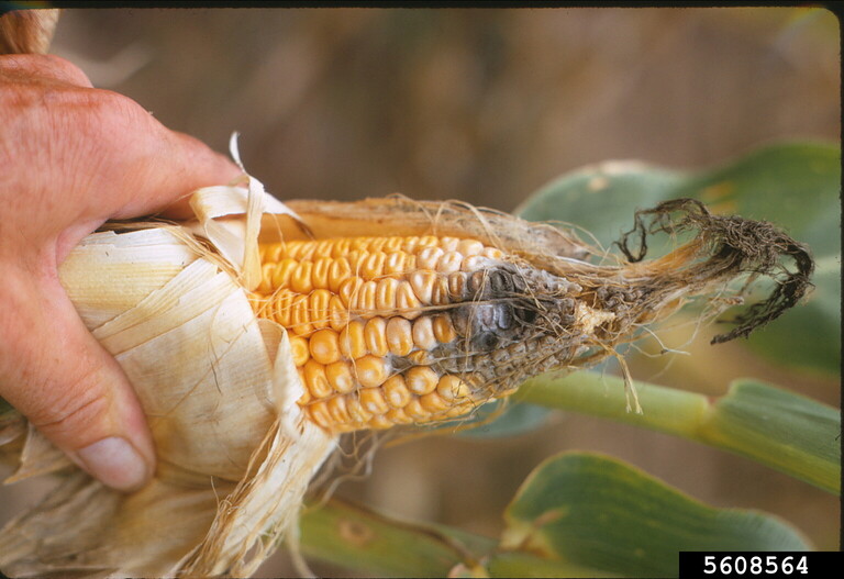 Symptoms of Southern corn leaf blight and stalk rot