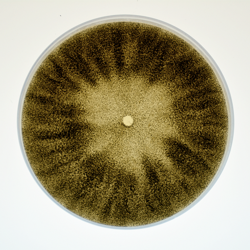 C. bulbillosum growing on V8 plate, 10 days old. Picture taken by Bingyao Li. Older cultures such as this produce large quantities of black microsclerotia.