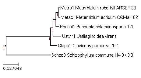 Claviceps purpurea 20.1