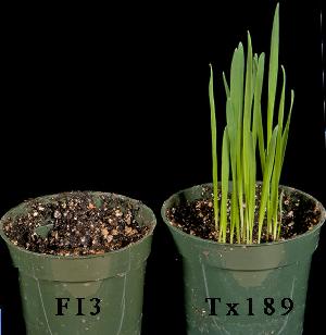 Susceptible oat seeds inoculated with sequenced wild type strain (FI3) of C. victoriae (left) and with victorin minus REMI mutant Tx189 (right).  Inoculated seeds were planted directly in soil. No seeds germinated when inoculated with the wild type victorin-producing strain.  Mutant generated by Shun Wen Lu and characterized by Alice Churchill.  Image generated by Qing Bi, Dongliang Wu, and Kent Loeffler, Cornell University.