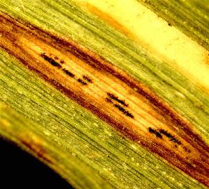 Anthracnose on switchgrass caused by Colletotrichum.