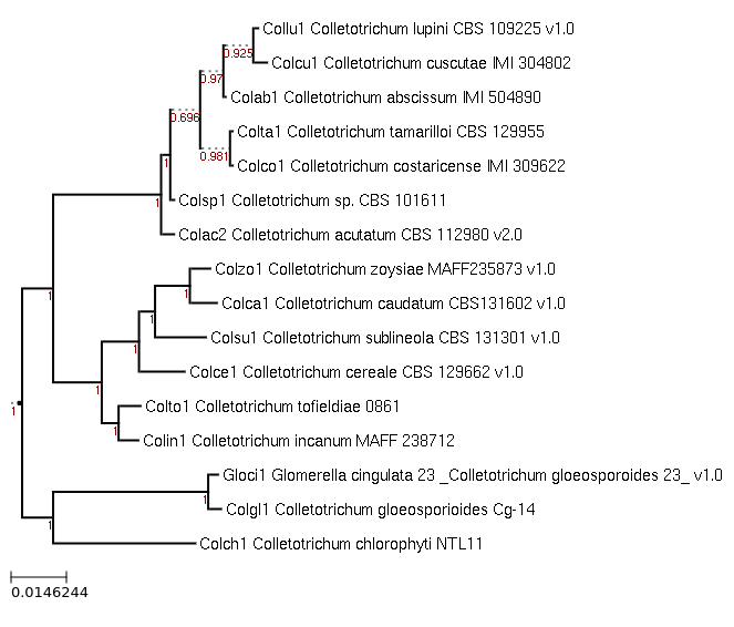 Photo of Colletotrichum gloeosporioides Cg-14