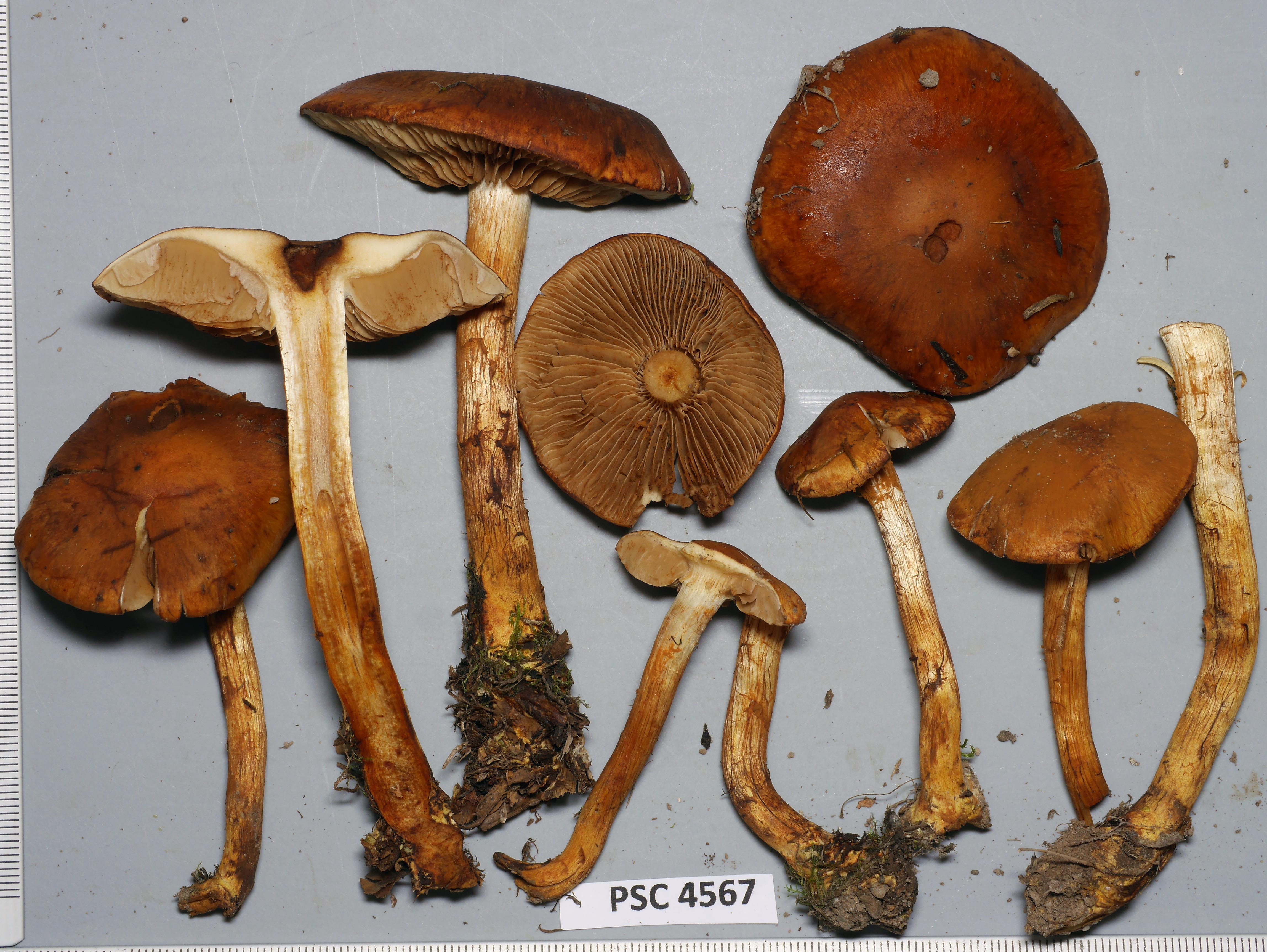 Cortinarius abnormis