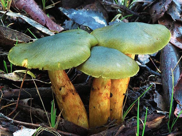 Cortinarius austrovenetus.