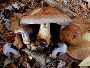 Cortinarius glaucopus

