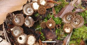 Cyathus striatus photo by José María Barrasa