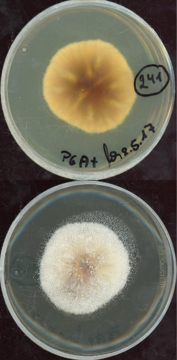 Cylindrocarpon olidum growing in the lab.