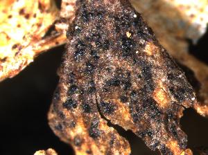 Didymella exigua