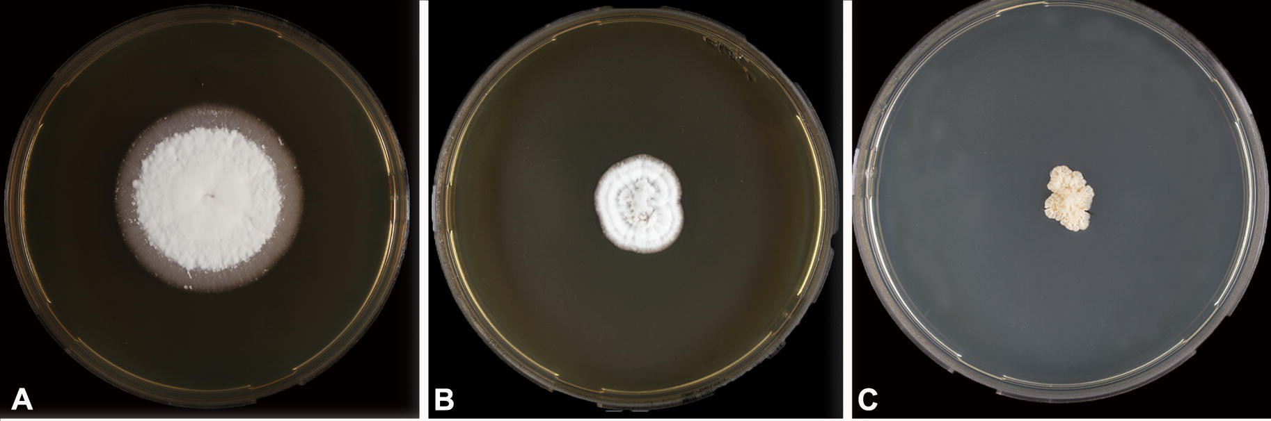 Emergomyces pasteurianus