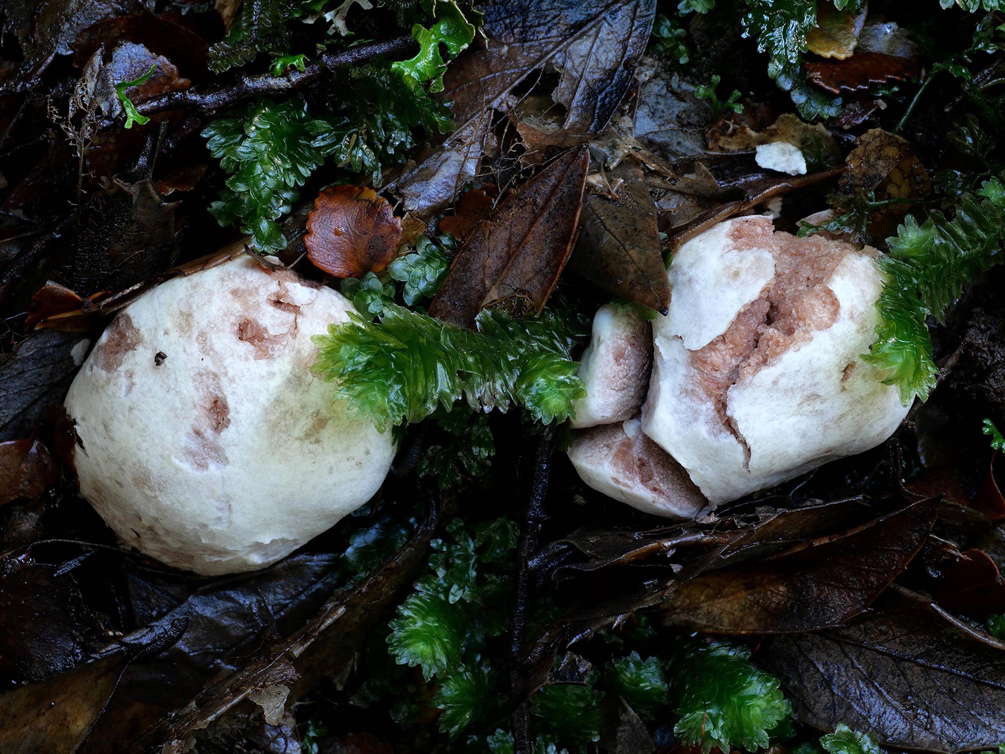 Entoloma gasteromycetoides