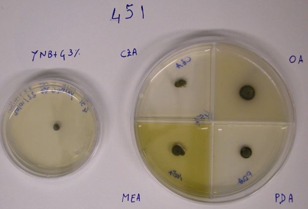 Extremus antarcticus grown on YNB, MEA, CZA, PDA, and OA media. Image courtesy of Laura Selbmann.