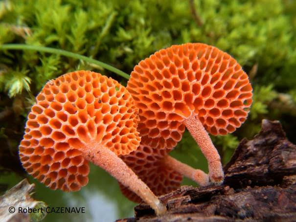 The strain F. claudopus CIRM-BRFM 2984 was isolated by David NAVARRO (CIRM-CF, www.cirm-fungi.fr) in 2019, from a fungal specimen collected by Robert CAZENAVE in 2018 (November), growing on branch of Oak tree in the south of France (voucher AMB49273, Agnos, France). [Photo credit: Robert CAZENAVE]