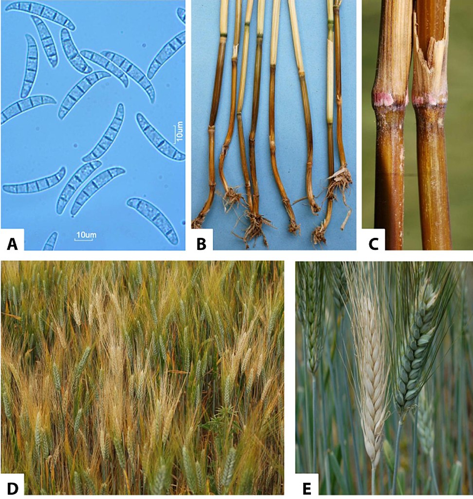 Fusarium culmorum