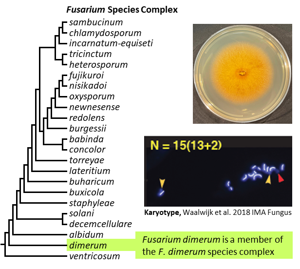 Left – tree showing phylogenetic relationships of the 23 Fusarium species complexes and placement of F. dimerum within the F. dimerum species complex. In the tree, species complex names are abbreviated using specific epithets of the species after which the complexes are named (e.g., the F. sambucinum species complex is abbreviated as sambucinum). Upper right – culture of F. dimerum strain NRRL 20691 growing on potato dextrose agar medium. Lower right – karyotype of F. dimerum NRRL 20691. [Image credit: Robert H. Proctor, Amy McGovern and Crystal Probyn]