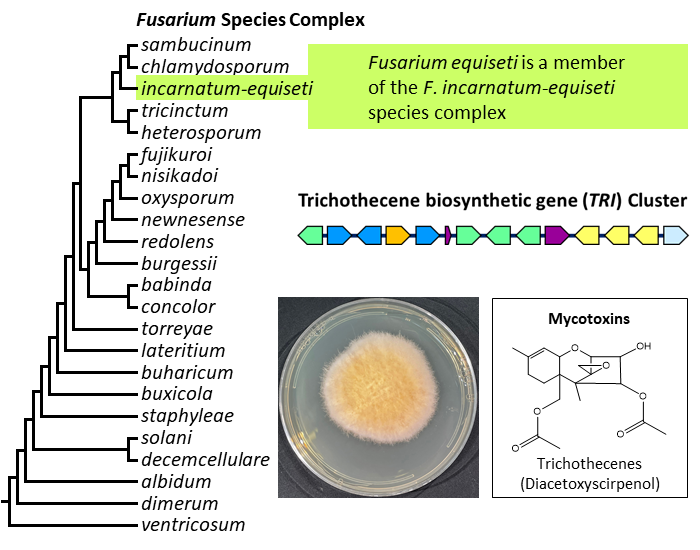 Photo of Fusarium equiseti NRRL 66338 v1.0