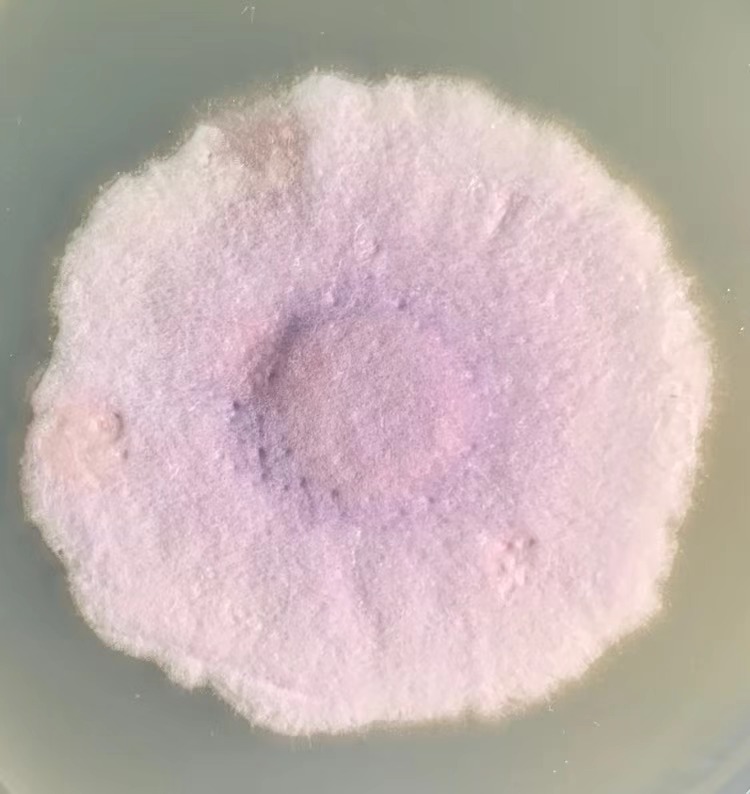 Fusarium oxysporum Fo47 grown on a PDA plate.