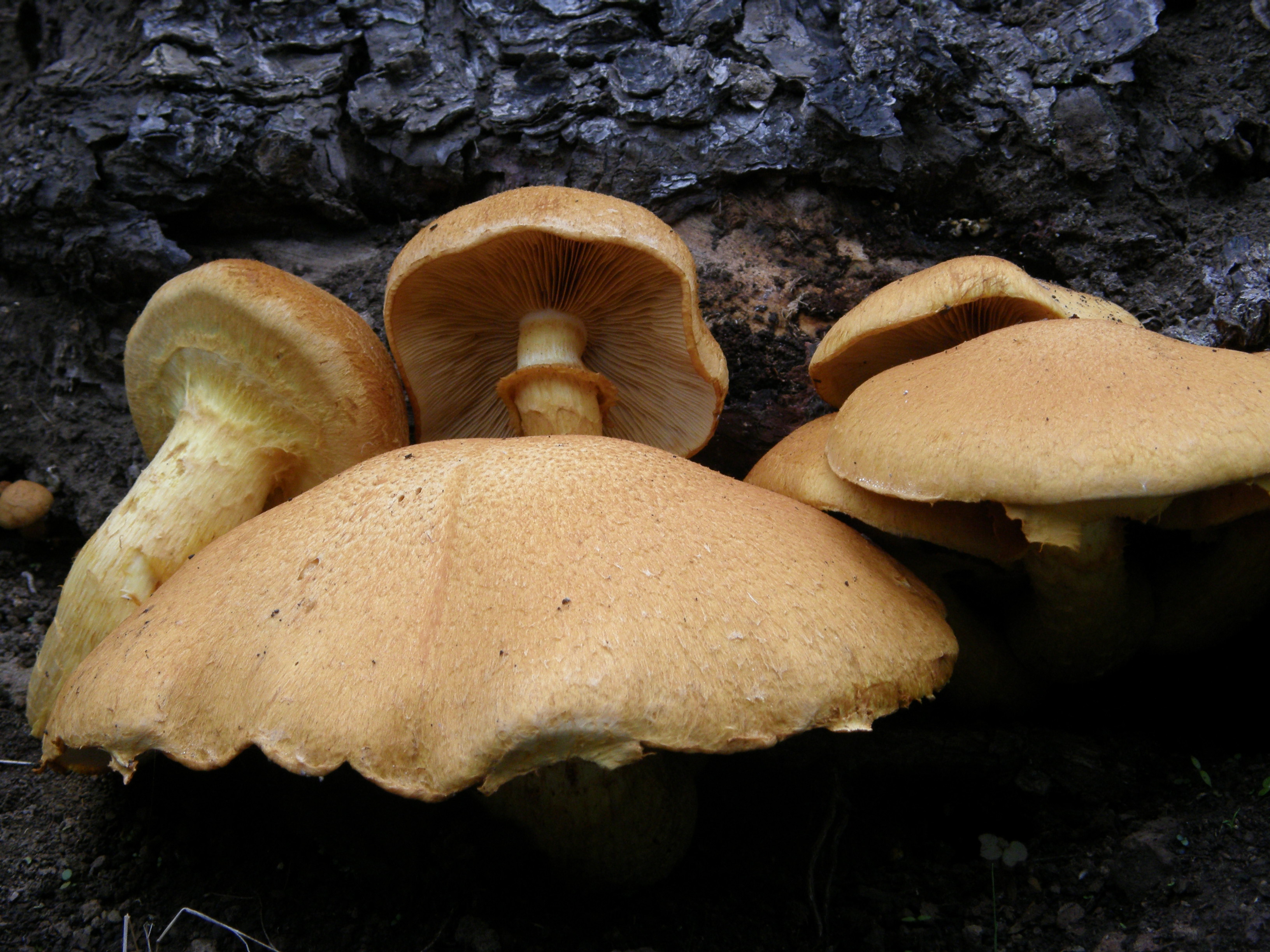 Gymnopilus junonius by José María Barrasa