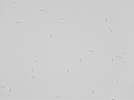 Issatchenkia orientalis ATCC PTA-6658 growing in the lab.