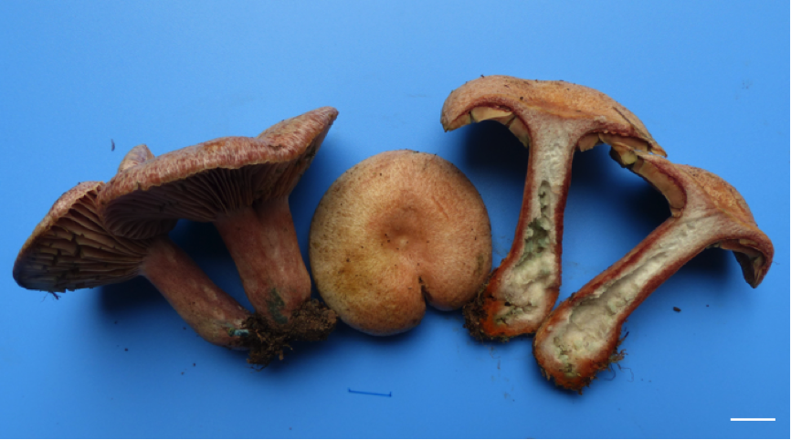 Lactarius hatsudake