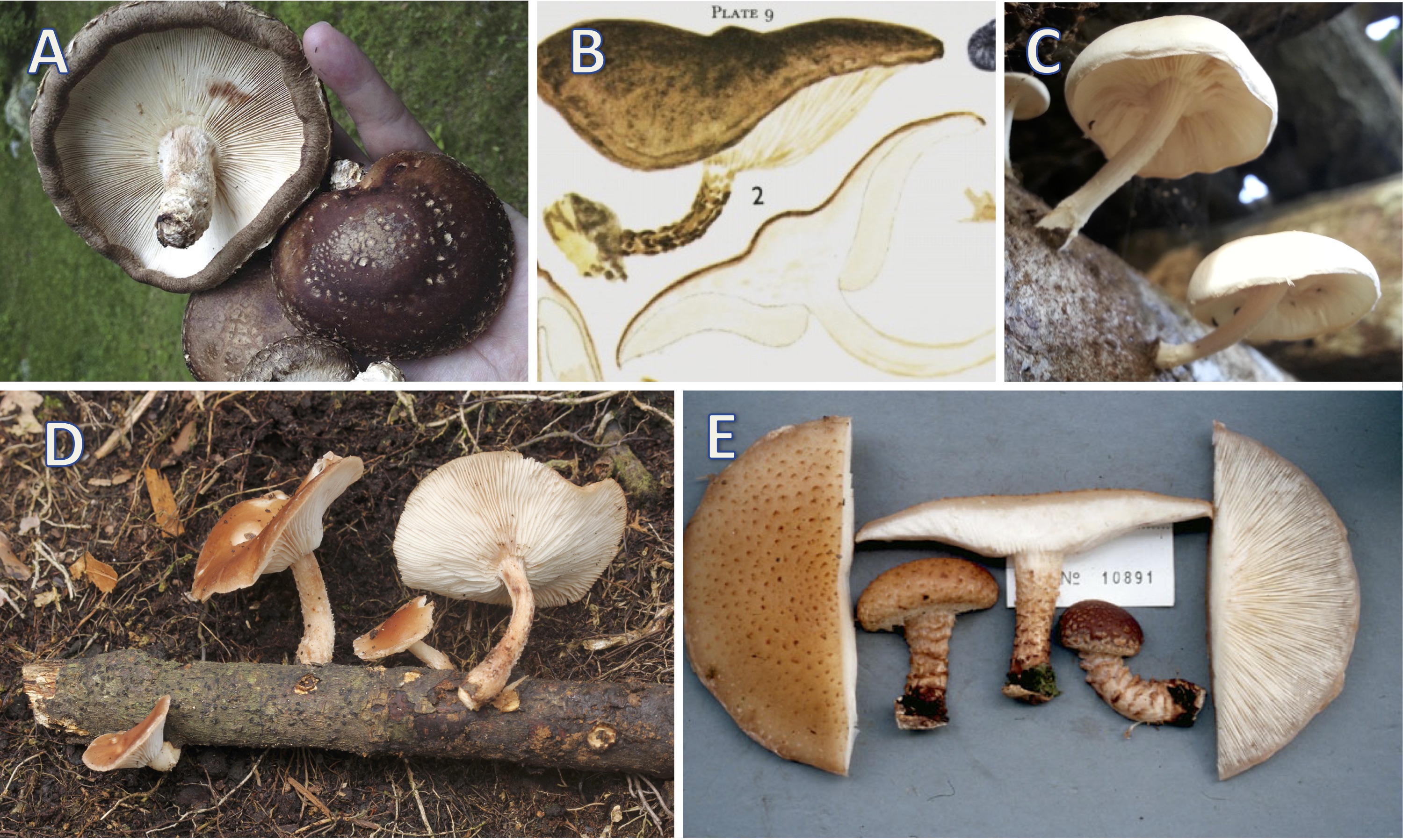 Images of Lentinulas