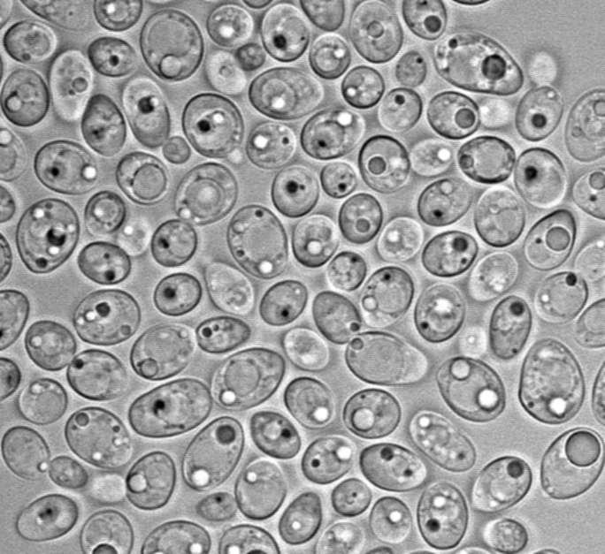 Lipomyces starkeyi 11558, a close relative of Lipomyces starkeyi NRRL Y-1389. Image Credit: Kyle Pomraning, Pacific Northwest National Lab.