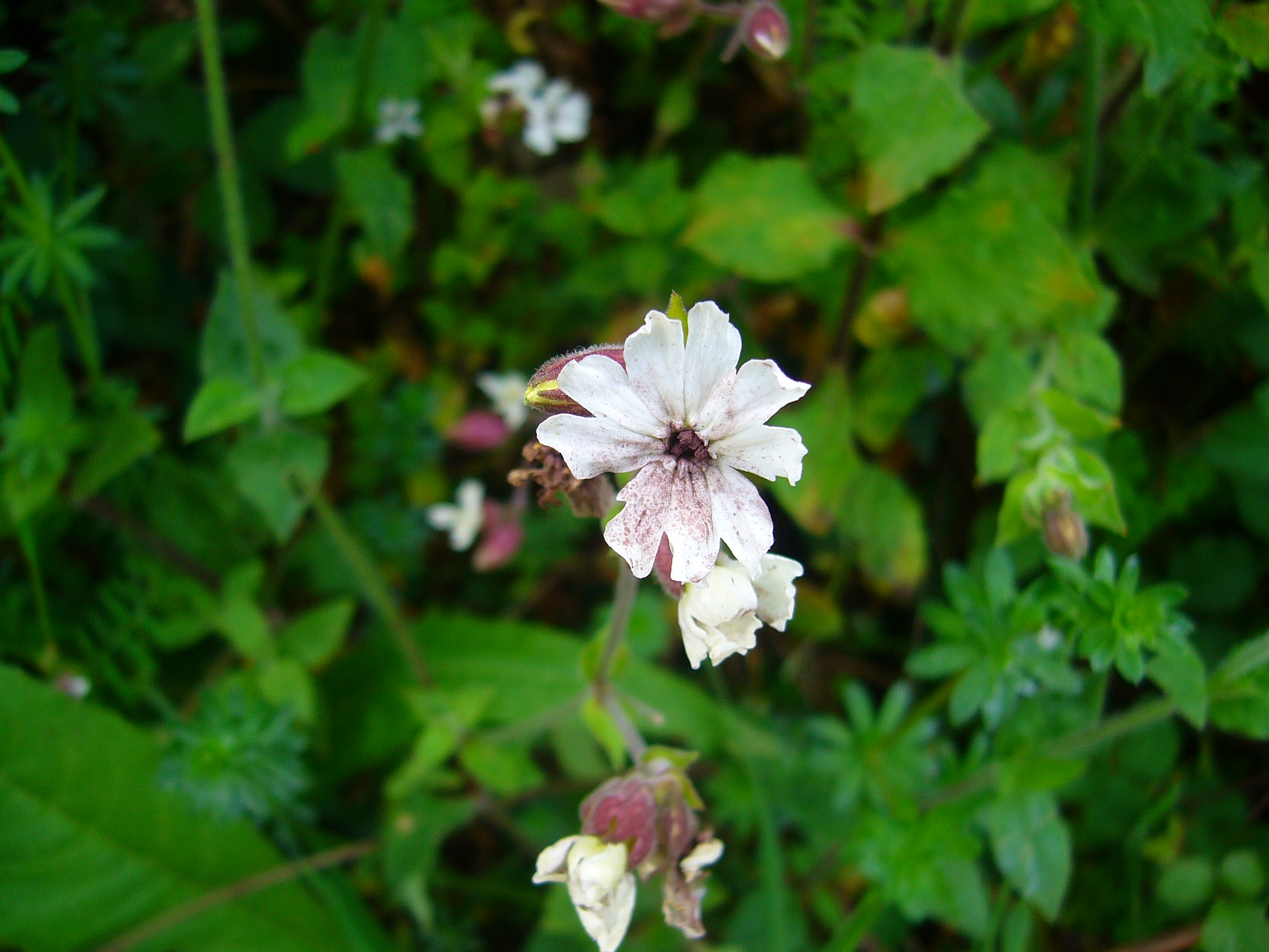 Microbotryum violaceum on Silene alba.