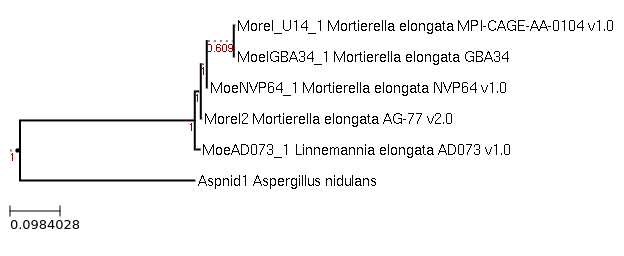 Photo of Linnemannia elongata GBA34