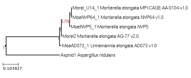 Photo of Linnemannia elongata NVP5