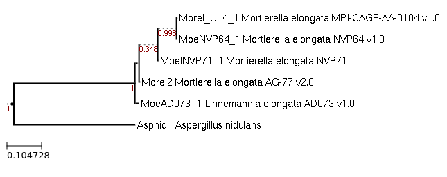 Photo of Linnemannia elongata NVP71